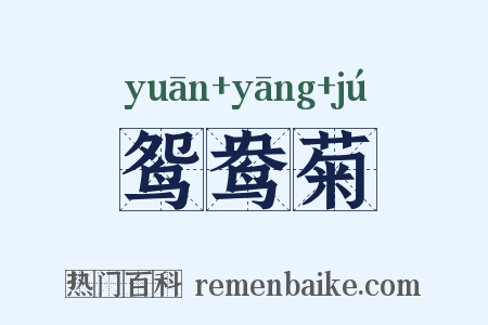 鸳鸯菊是什么意思的图片